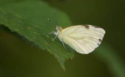 Groot Koolwitje (Pieris brassicae) - Large White