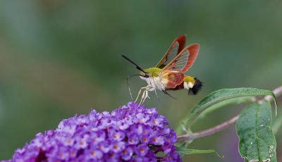 Glasvleugelplijlstaart (Hemaris fuciformis) - Broad-bordered bee hawk-moth