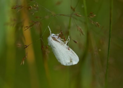 Donsvlinder (Euproctis similis) - Yellow-tail