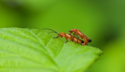 Kleine Rode Weekschildkever (Rhagonycha fulva) - Common Red Soldier Beetle