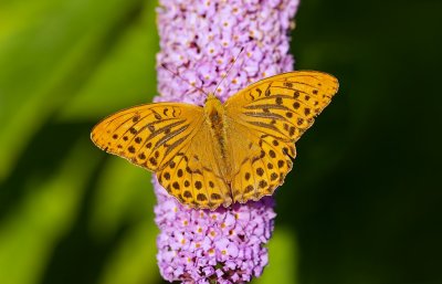 Keizersmantel (Argynnis paphia) - Silver-washed Fritillary