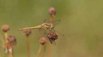 Steenrode Heidelibel (Sympetrum vulgatum) - Vagrant Darter