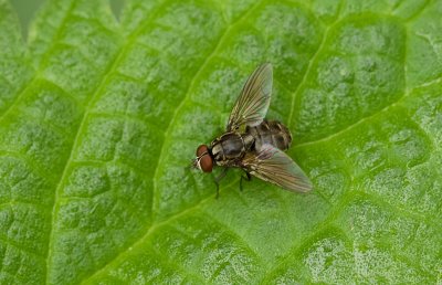 Stalvlieg (Stomoxys calcitrans) - Stable fly