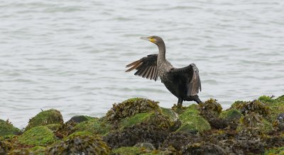 Aalscholver (Great Cormorant)