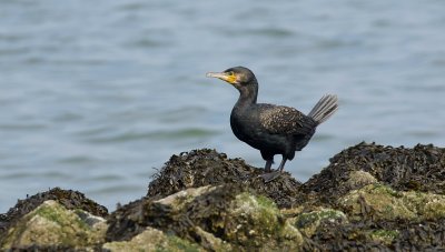 Aalscholver (Great Cormorant)