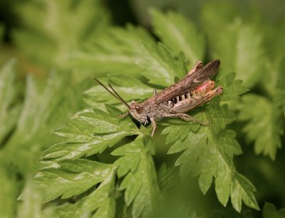 Bruine Sprinkhaan (Chorthippus brunneus) - Common field grasshopper