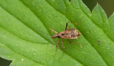 Boomsikkelwants (Himacerus apterus) - Tree damsel bug