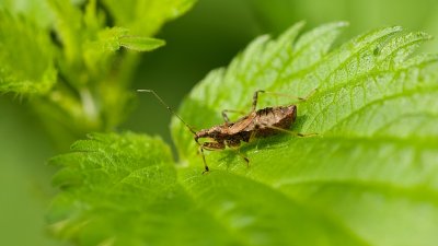 Boomsikkelwants (Himacerus apterus) - Tree damsel bug