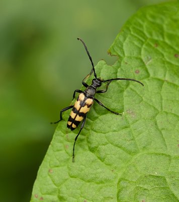 Vierbandsmalbok (Leptura quadrifasciata) - Longhorn Beetle