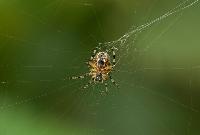 Kruisspin (Araneus diadematus) - European Garden Spider