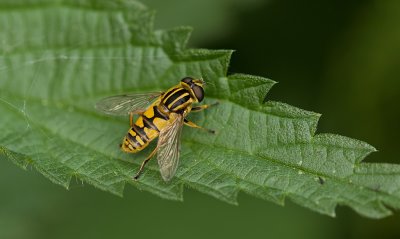 Gewone Pendelvlieg (Helophilus pendulus) - Sun Fly