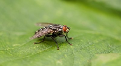 Dambordvlieg (Sarcophaga carnaria) - Common Flesh Fly