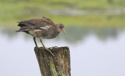 Waterhoen (Common Moorhen)