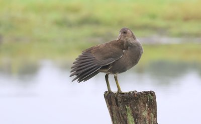 Waterhoen (Common Moorhen)