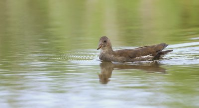 Waterhoen (Common Moorhen)