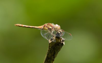 Bruinrode Heidelibel (Sympetrum striolatum) - Common darter