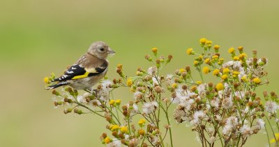 Putter (European Goldfinch)