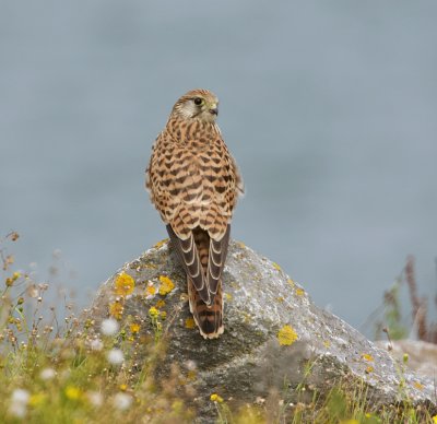 Torenvalk (Common Kestrel)