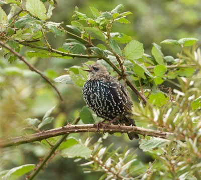 Spreeuw (Common Starling)