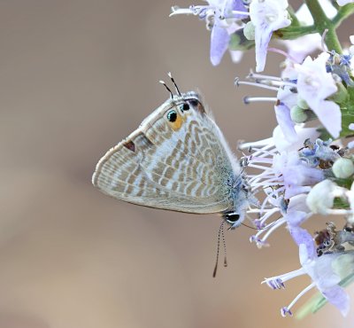 Tijgerblauwtje (Lampides boeticus) - Long-tailed blue