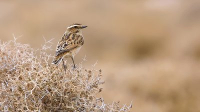 Paapje (Whinchat)