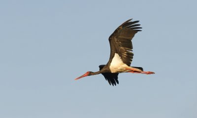 Zwarte Ooievaar (Black Stork)