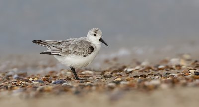 Drieteenstrandloper (Sanderling)