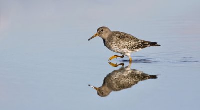 Paarse Strandloper (Purple Sandpiper)