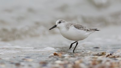 Drieteenstrandloper (Sanderling)