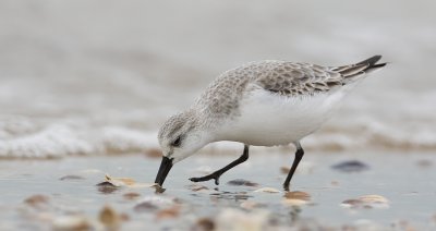 Drieteenstrandloper (Sanderling)