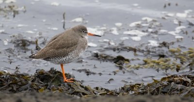 Tureluur (Common Redshank)