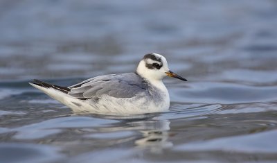 Rosse Franjepoot (Red Phalarope)