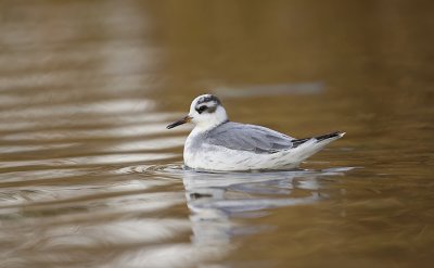 Rosse Franjepoot (Red Phalarope)