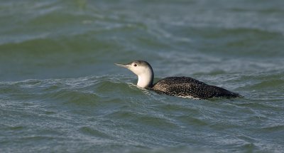 Roodkeelduiker (Red-throated Diver)