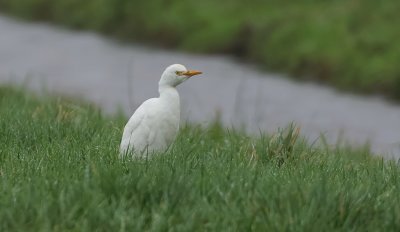 Koereiger (Cattle Egret)