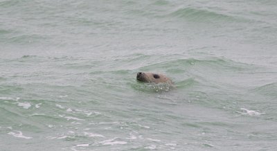 Grijze Zeehond (Grey Seal)