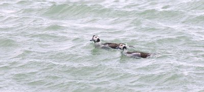 IJseenden (Long-tailed Ducks)