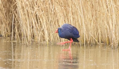 Purperkoet (Purple Swamphen)
