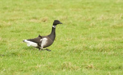 Zwarte Rotgans (Black Brant)