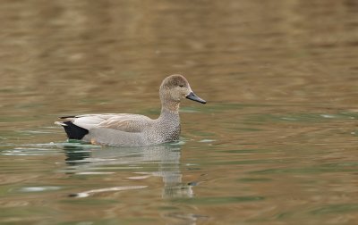 Krakeend (Gadwall)