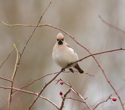 Pestvogel (Bohemian Waxwing)