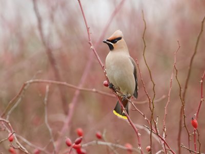 Pestvogel (Bohemian Waxwing)