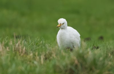 Koereiger (Cattle Egret)