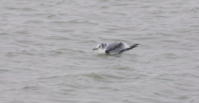 Drieteenmeeuw (Kittiwake)