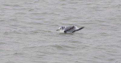 Drieteenmeeuw (Kittiwake)