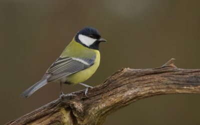 Koolmees (Great Tit)