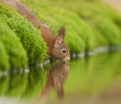 Eekhoorn (Red Squirrel)