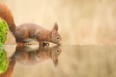 Eekhoorn (Red Squirrel)