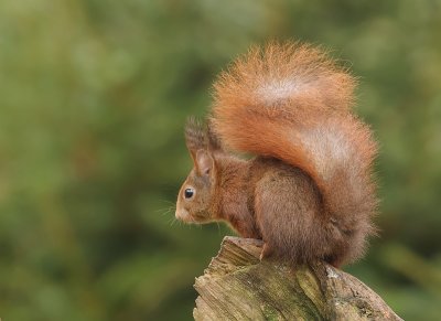 Eekhoorn (Red Squirrel)
