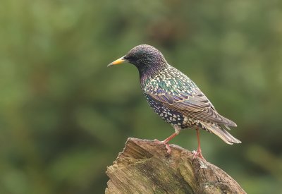 Spreeuw (Common Starling)